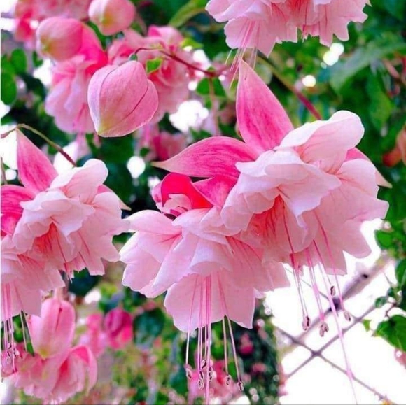 Meet your Posher, Leisha - Picture 1 of 1